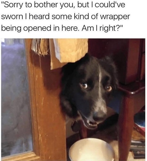 dog wrapper.jpg